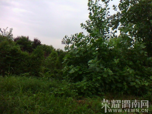 IMG_20130626_123730.jpg