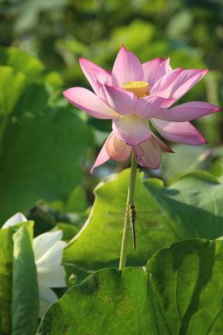 ������С ��ת IMG_3568.JPG