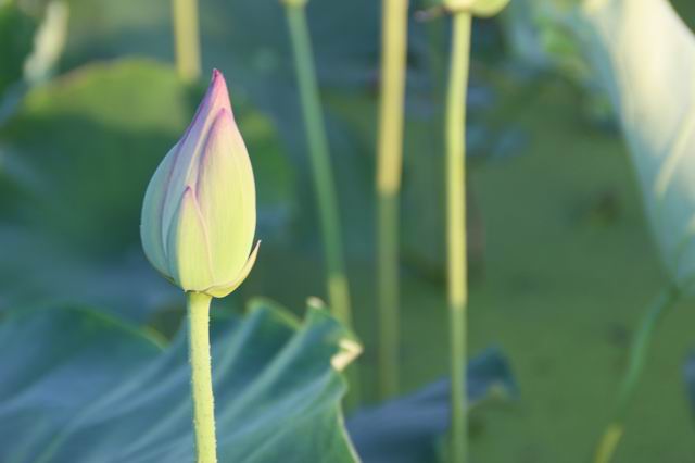 ������С IMG_3438.JPG