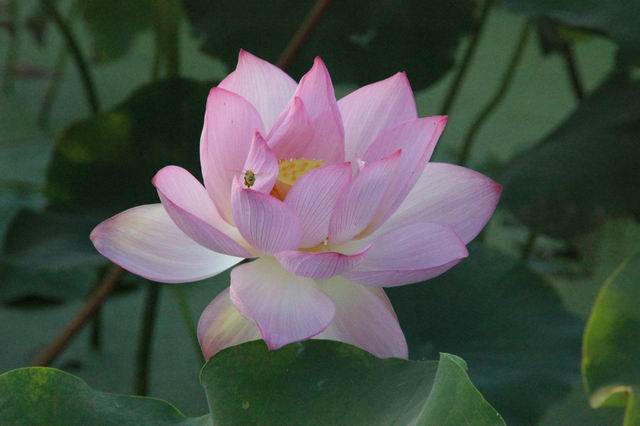 ������С IMG_3431.JPG