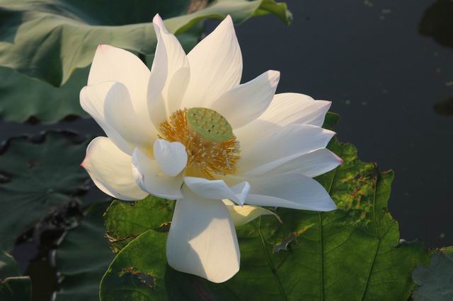 ������С IMG_3450.JPG