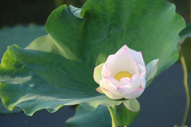 ������С IMG_3454.JPG