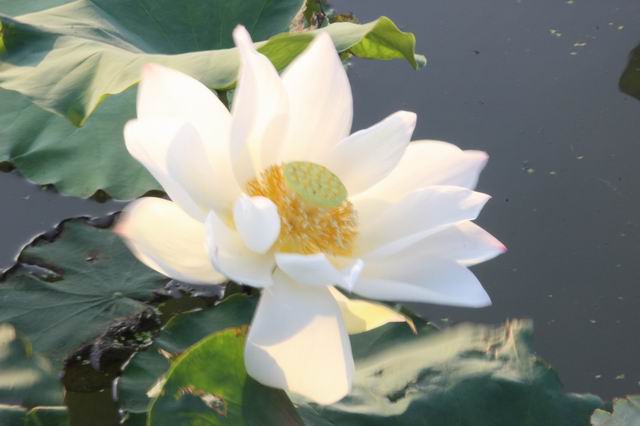 ������С IMG_3449.JPG