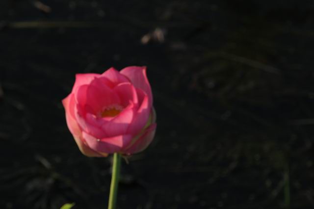 ������С IMG_3475.JPG