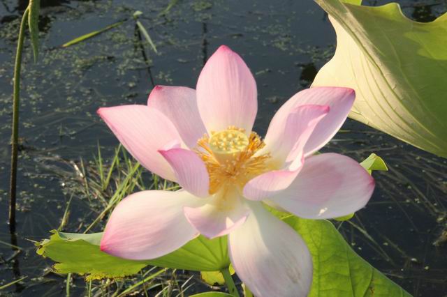 ������С IMG_3479.JPG