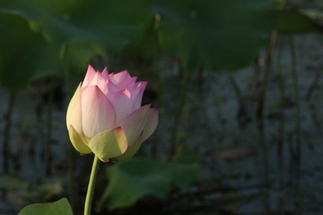 ������С IMG_3474.JPG