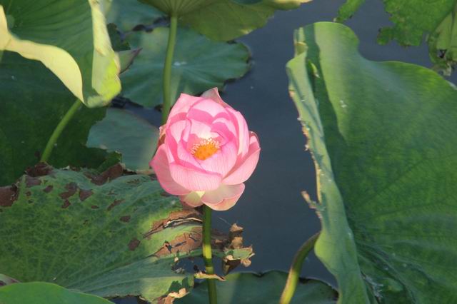 ������С IMG_3500.JPG