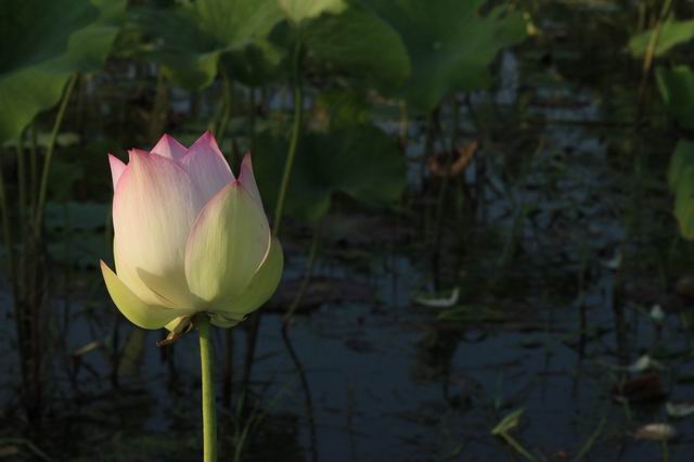 ������С IMG_3482.JPG