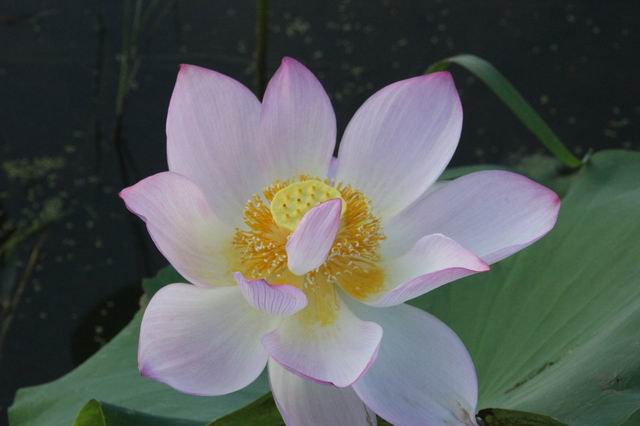 ������С IMG_3492.JPG