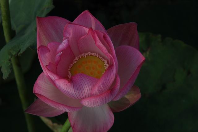 ������С IMG_3522.JPG