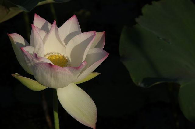 ������С IMG_3520.JPG