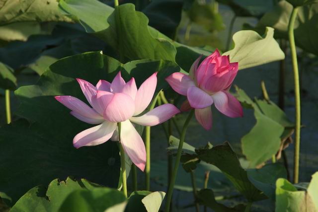 ������С IMG_3528.JPG