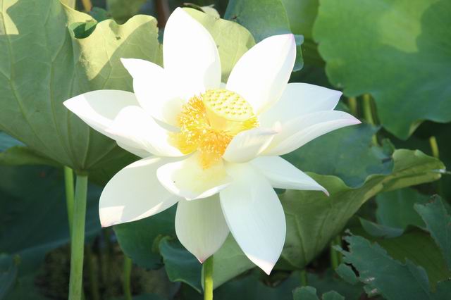 ������С IMG_3524.JPG