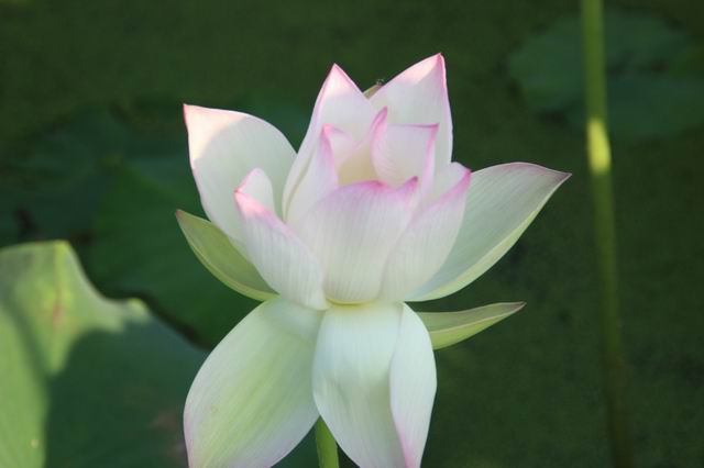 ������С IMG_3532.JPG