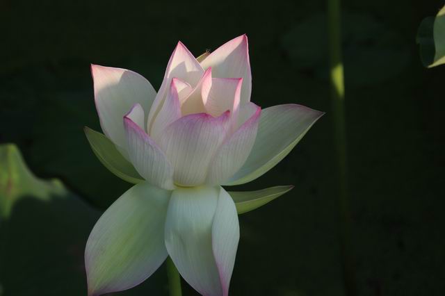 ������С IMG_3533.JPG