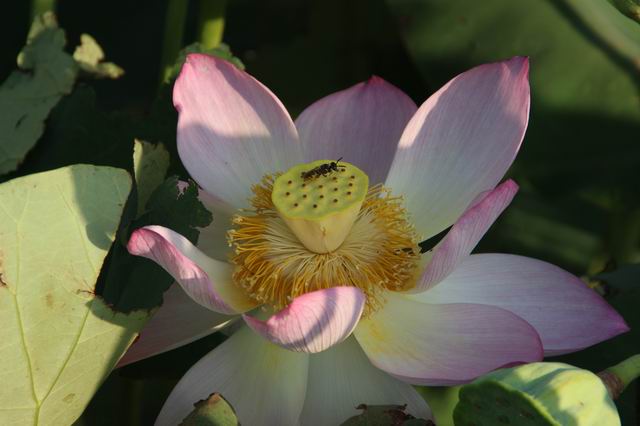 ������С IMG_3529.JPG