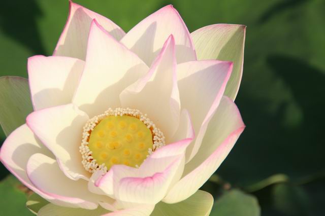 ������С IMG_3539.JPG