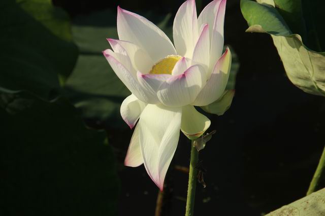 ������С IMG_3547.JPG