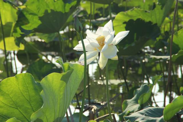 ������С IMG_3554.JPG