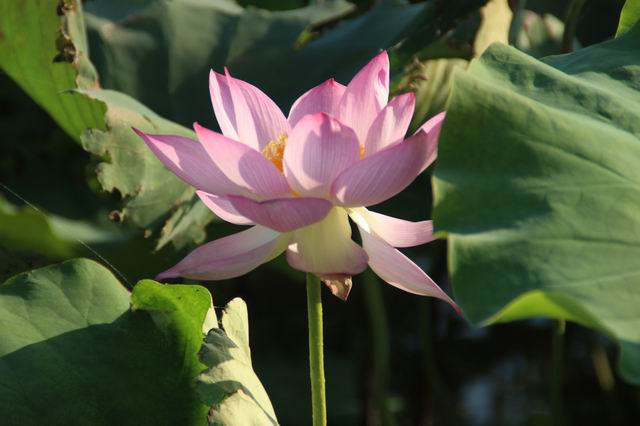 ������С IMG_3559.JPG