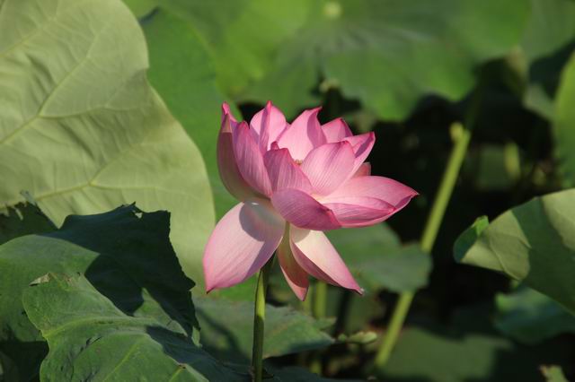 ������С IMG_3578.JPG