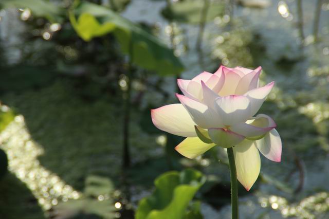 ������С IMG_3592.JPG