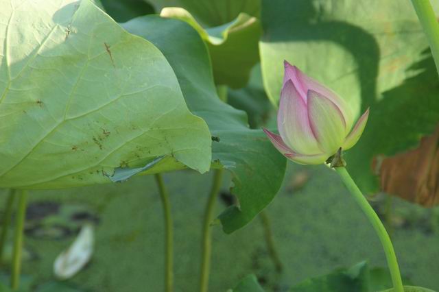 ������С IMG_3582.JPG