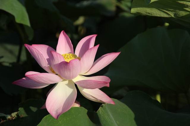 ������С IMG_3579.JPG