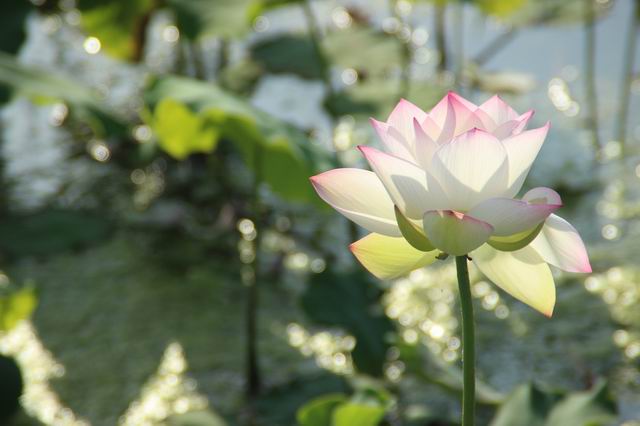 ������С IMG_3594.JPG