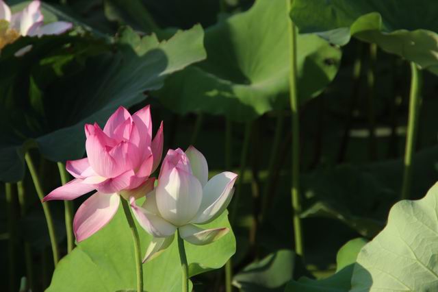 ������С IMG_3603.JPG