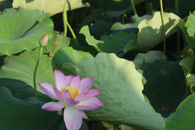 ������С IMG_3600.JPG