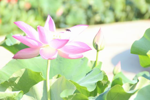 ������С IMG_3622.JPG