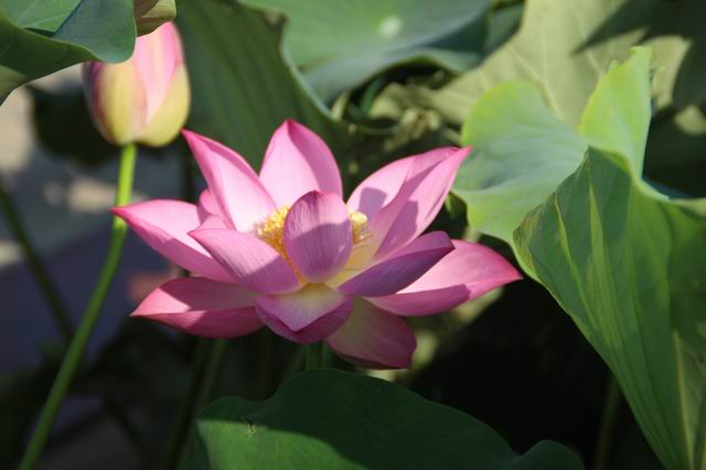 ������С IMG_3618.JPG