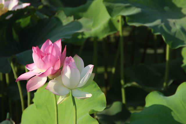 ������С IMG_3604.JPG