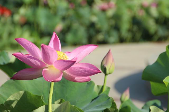 ������С IMG_3623.JPG