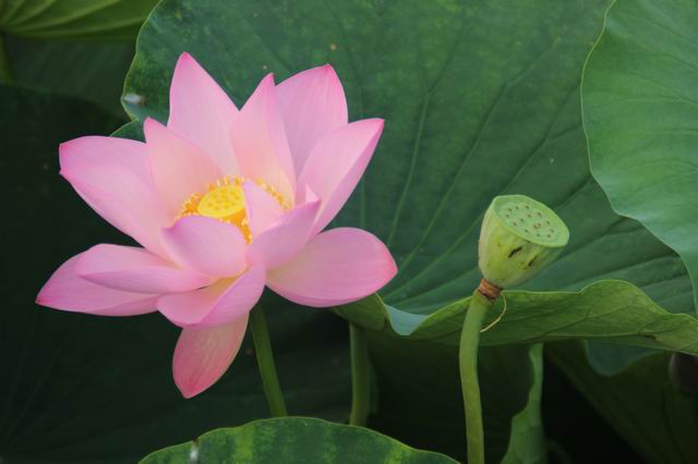 ������С IMG_3960.JPG