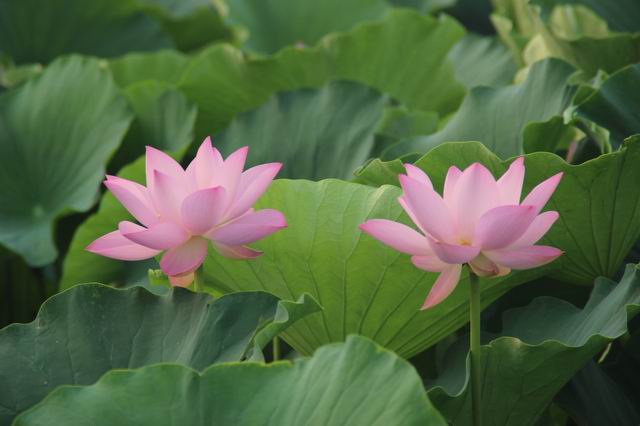 ������С IMG_3959.JPG