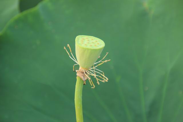 ������С IMG_3966.JPG