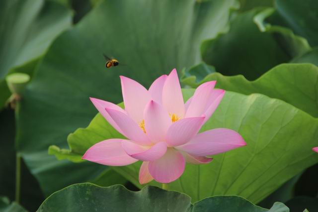 ������С IMG_3965.JPG