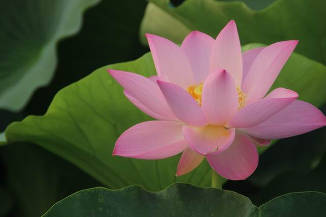 ������С IMG_3968.JPG