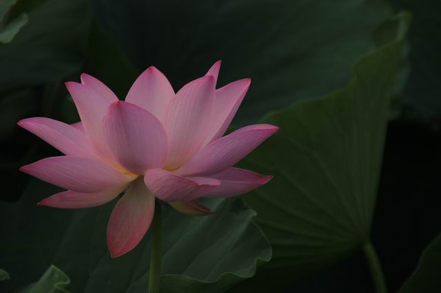 ������С IMG_3969.JPG