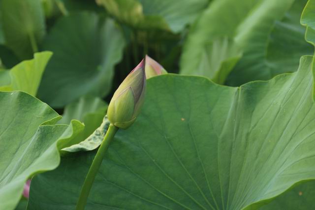 ������С IMG_3972.JPG