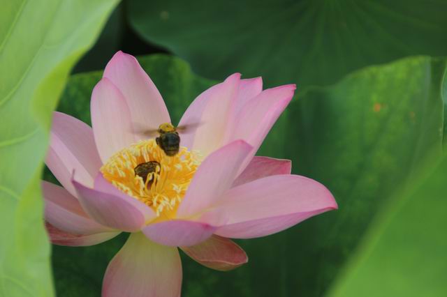 ������С IMG_3974.JPG