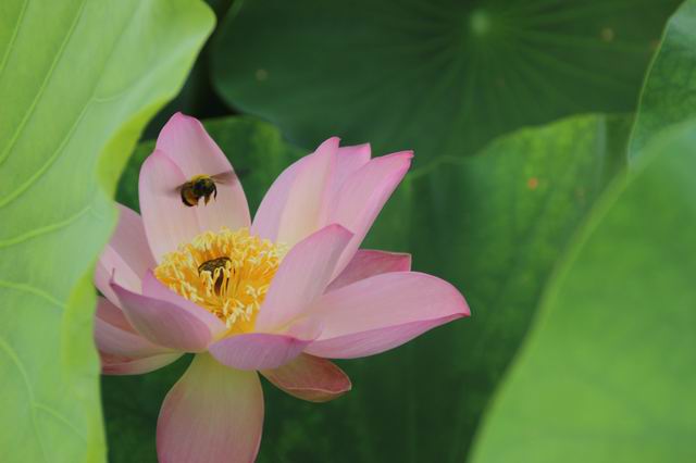 ������С IMG_3975.JPG