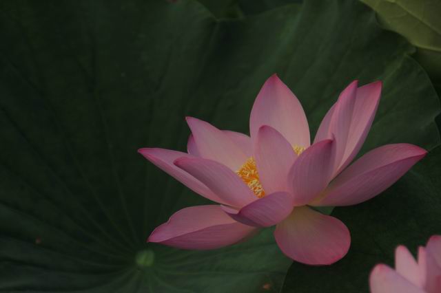 ������С IMG_3981.JPG