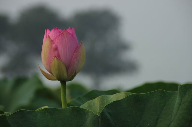 ������С IMG_3984.JPG