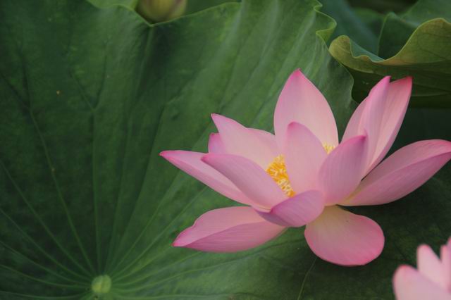 ������С IMG_3980.JPG