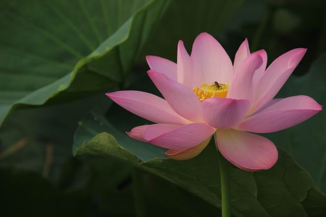 ������С IMG_3987.JPG