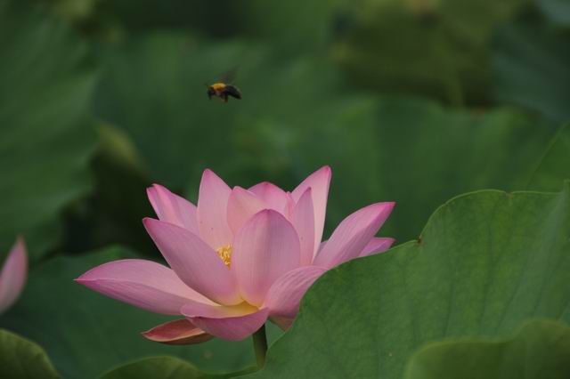 ������С IMG_3986.JPG