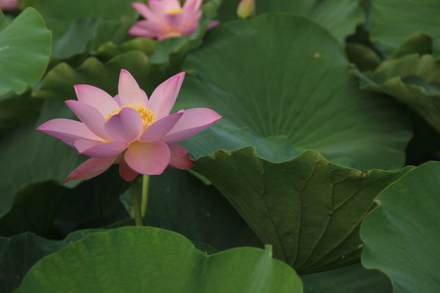 ������С IMG_3990.JPG